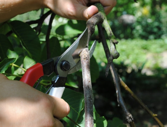Okatsune Pruner 101 Small Hands
