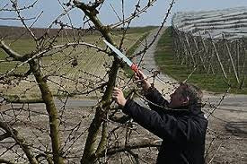 Felco 611 Pull-Strone Saw