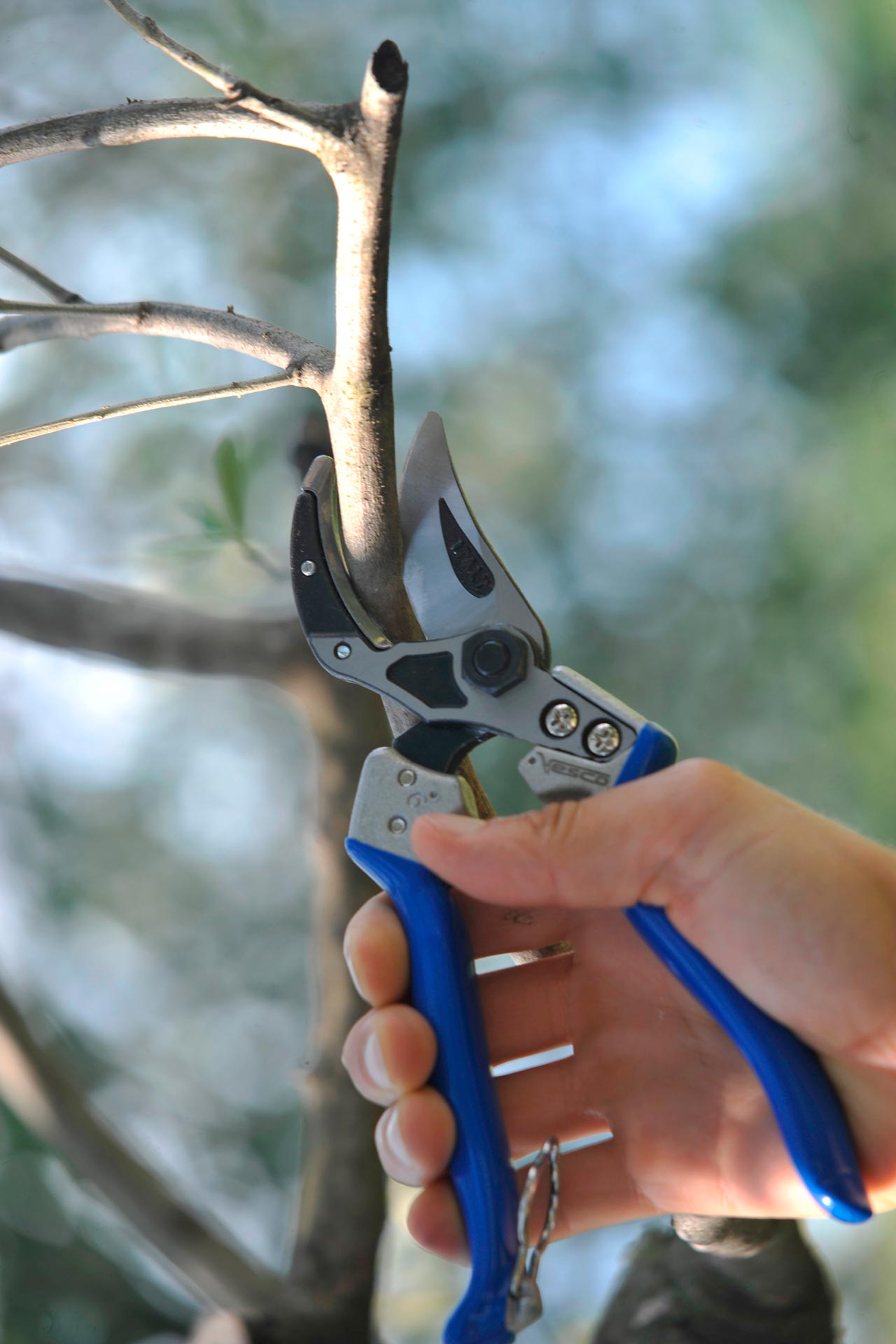 VESCO A6 Curved Anvil Pruning Shears (Size M/L)