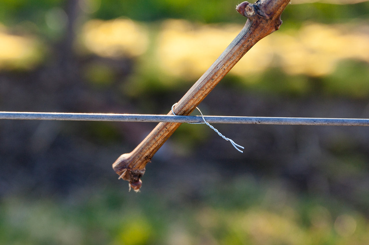Beli Vine Tying Tool