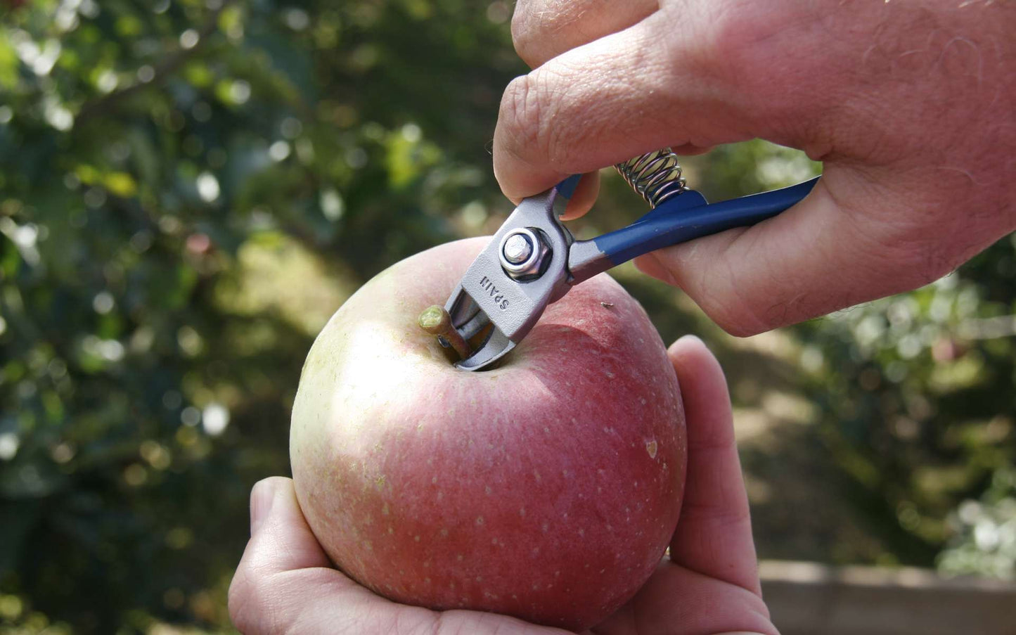 Manzana Nules Fruit Clipper M14-AM