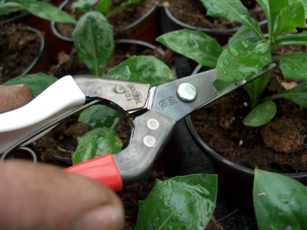 Okatsune Harvest/Thinning Shear Pointed Blades 304