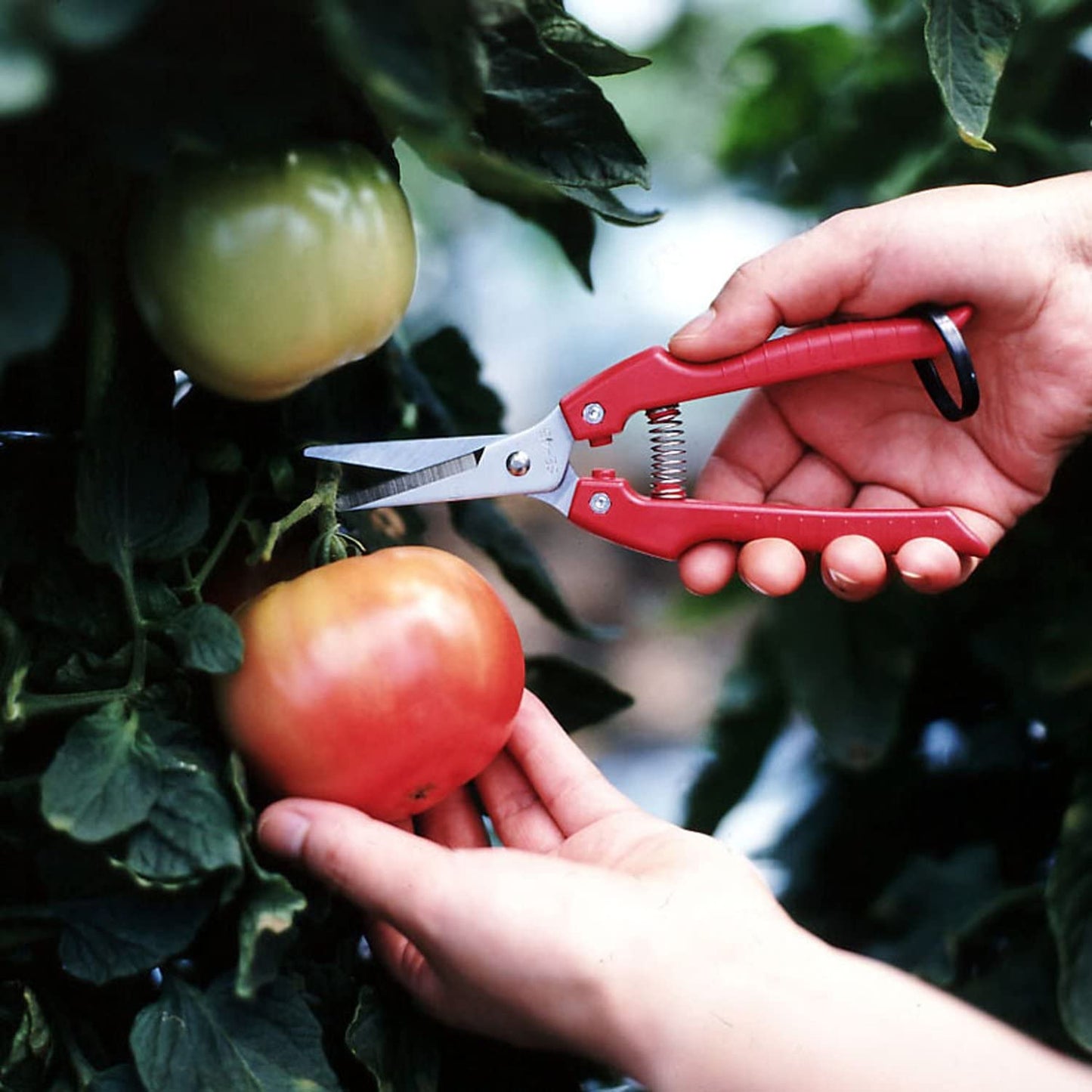 ARS Fruit Harvest Shear Stainless Steel SE-45